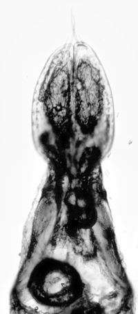 Telmatophilus caricis Parameren sw